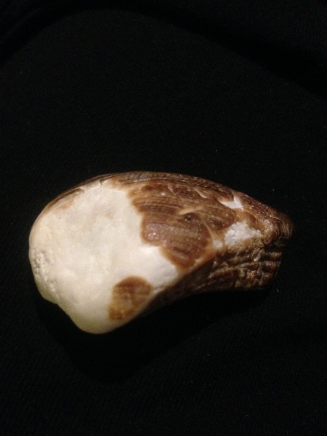 A Mysterious Shell With Ancient Script –