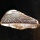 A Mysterious Shell With Ancient Script